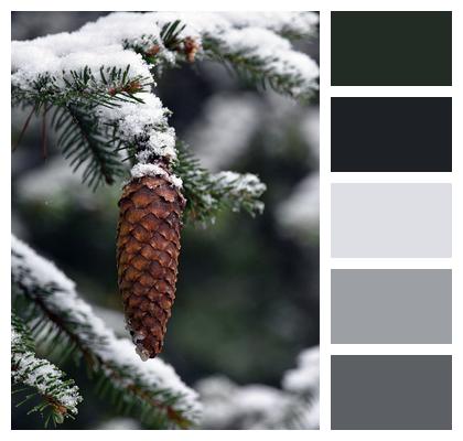 Branch Snow Pine Cone Image